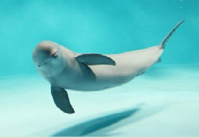 宮島水族館 みやじマリン